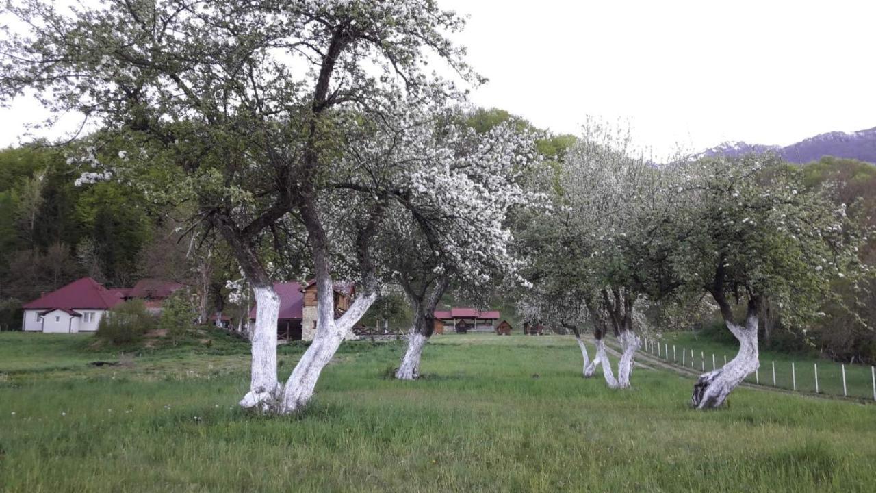 Hotel Camp Šcepanovic Mojkovac Exterior foto